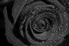 roos-zwart-wit